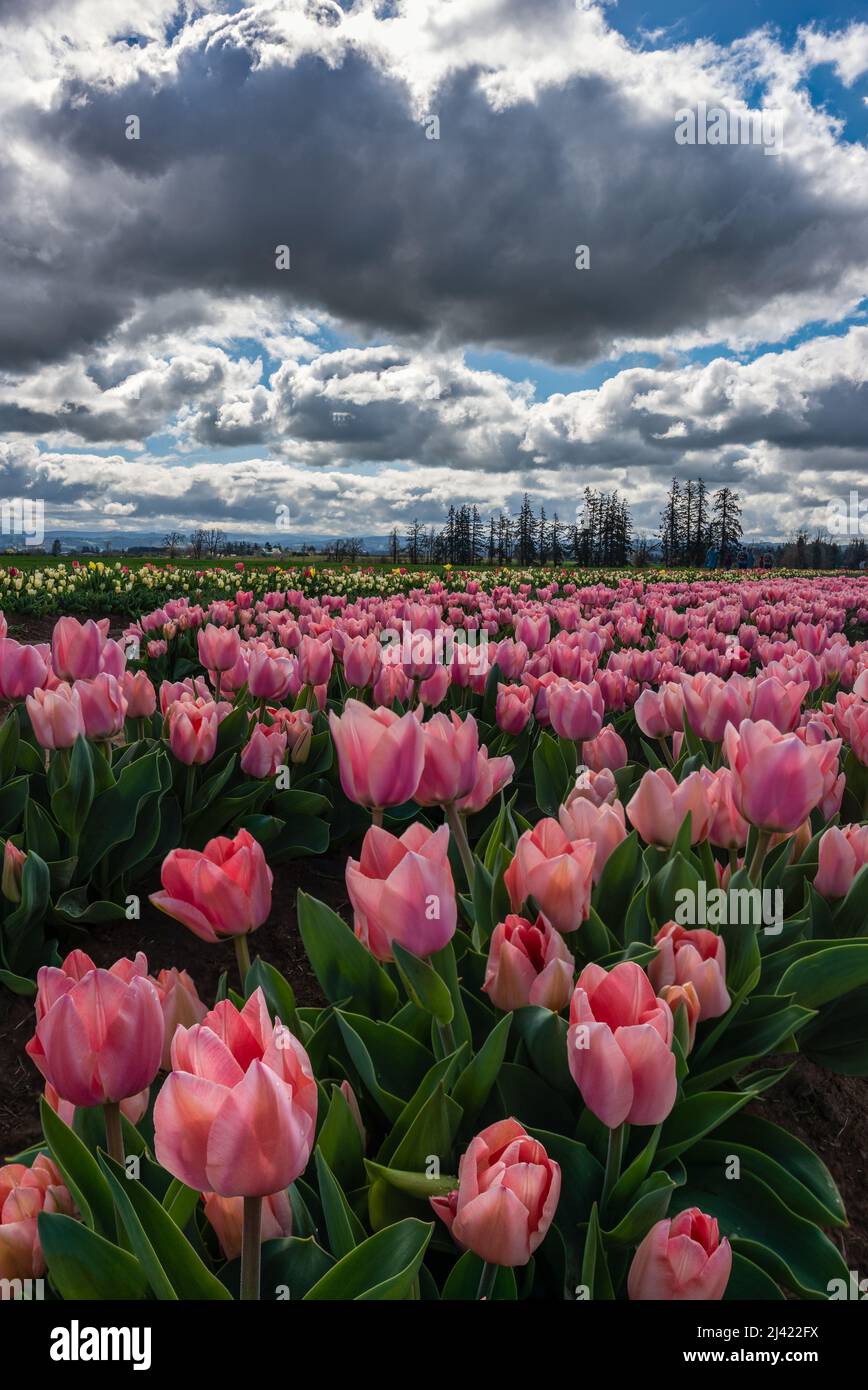 Feld von leuchtend blühenden rosa Frühlingstulpen unter dramatischen Wolken Himmel in Oregon Stockfoto