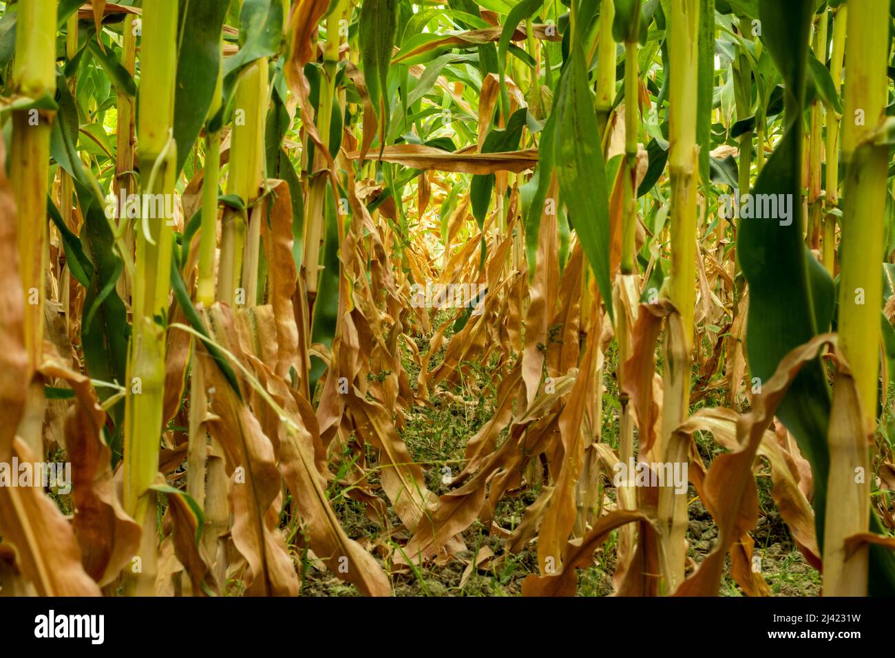 Maisbaumreihe bei der Ernte wurden die Maisertragsdaten aus der Baumreihe und aus der mittleren Reihe entnommen, um den Wettbewerb um Licht- und Bodennährstoffe zu bewerten Stockfoto