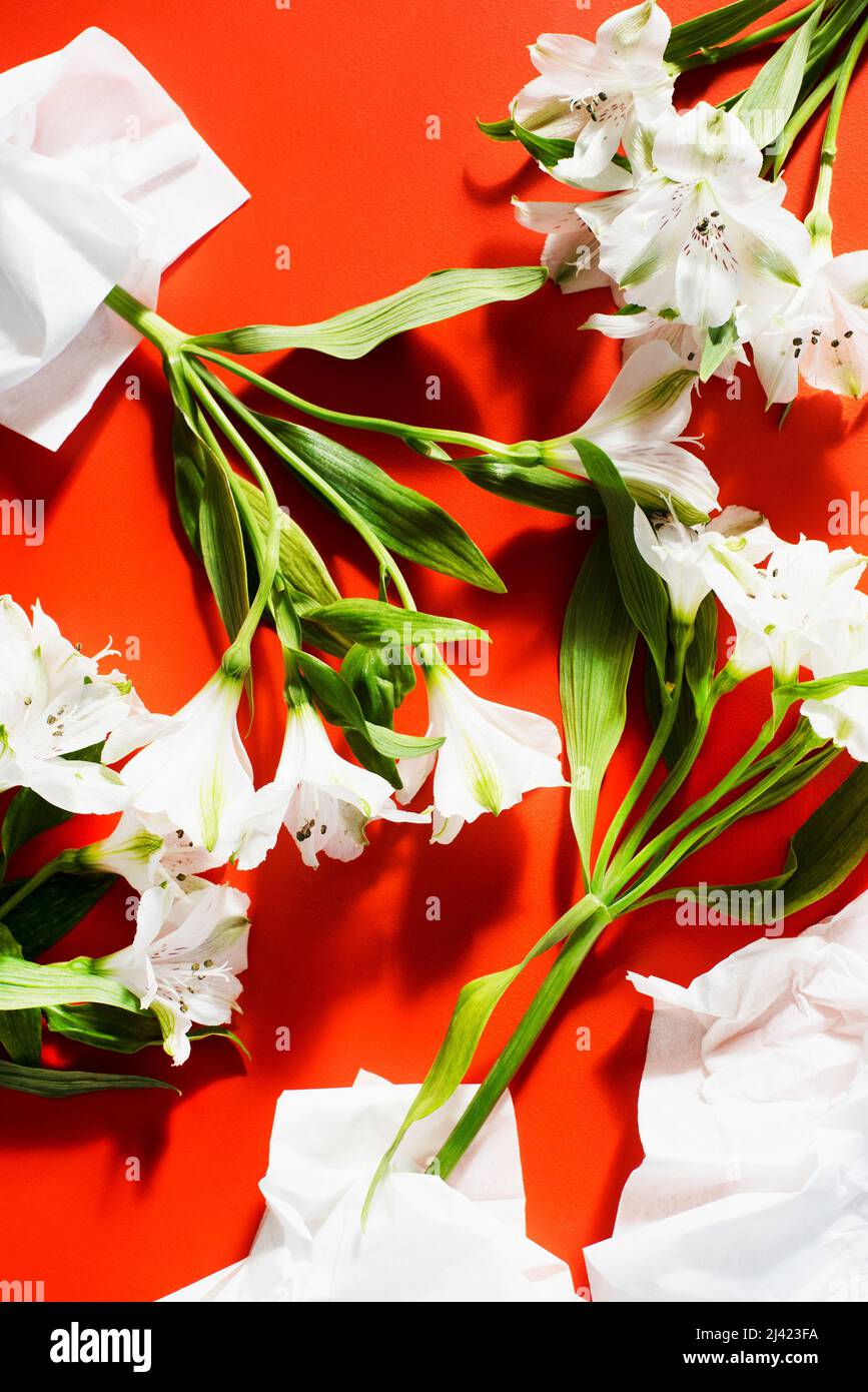 Alstroemeria Blumen Stockfoto