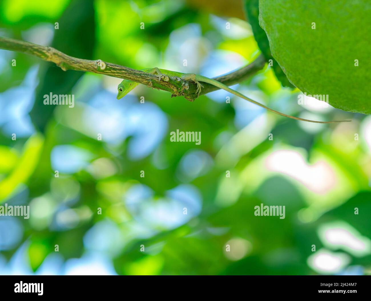 Kleine grüne Eidechse in einem Orangenbaum, die darauf wartet zu springen. Stockfoto