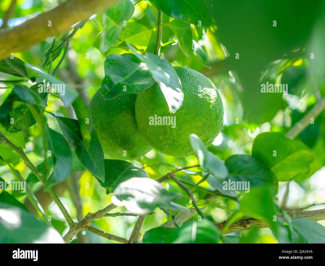 Grüne saure Orange, die auf dem Orangenhain mit grünen Blättern hängt Stockfoto
