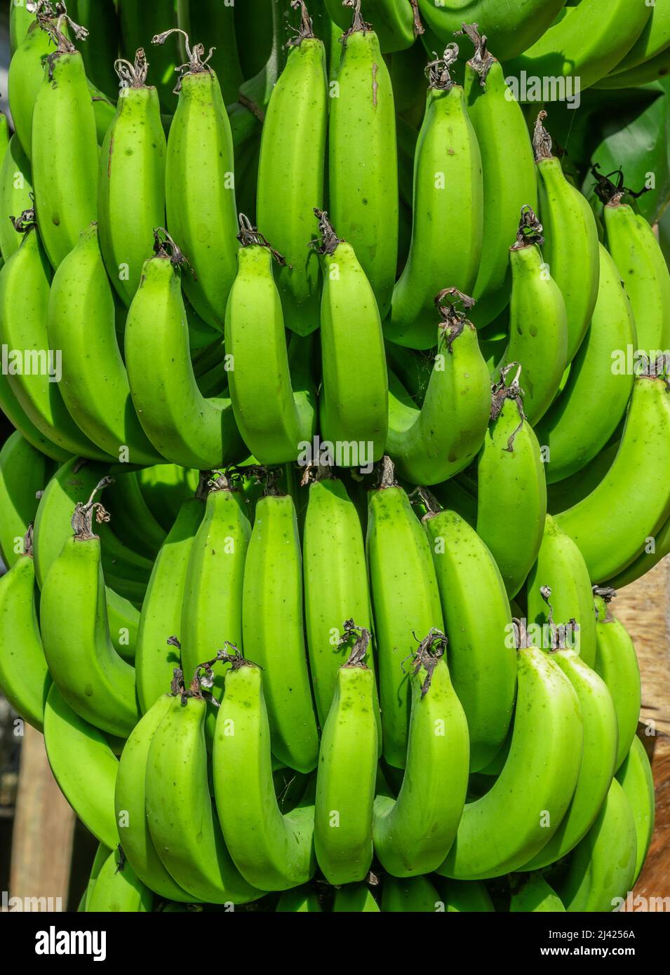 Bund grüner Bananen aus dem Norden der Dominikanischen Republik Stockfoto
