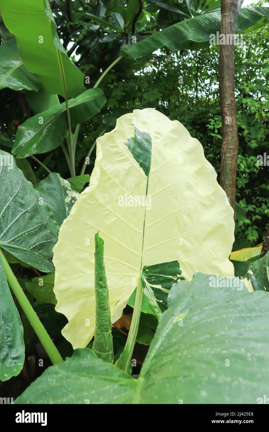 Alocasia, Alocasia macrorrhizos oder Alocasia Pflanze oder zweifarbige Alocasia Pflanze Stockfoto