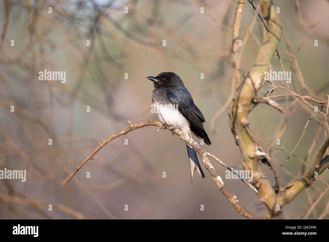 Weißbauchendrongo thront auf einem Zweig Stockfoto