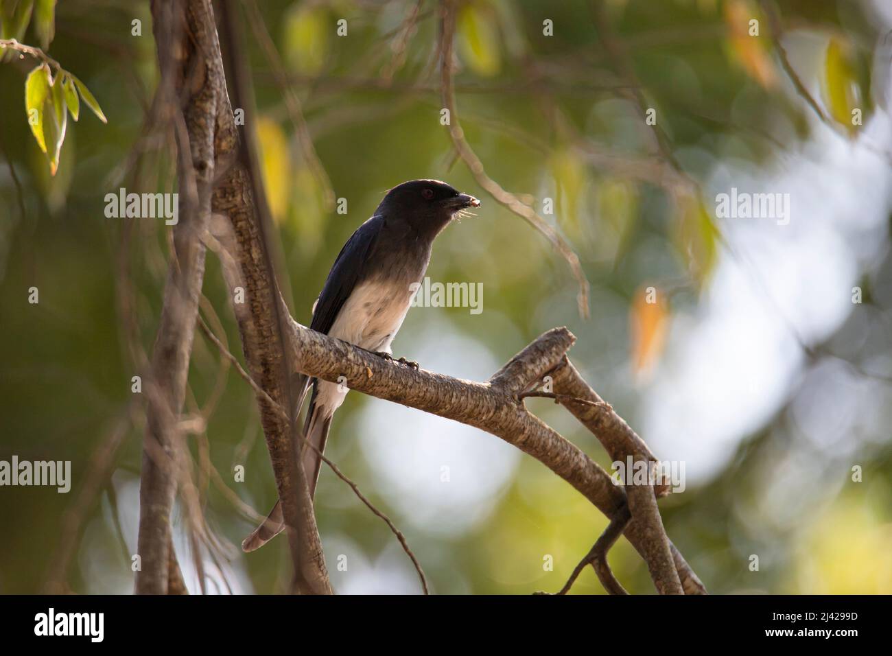 Weißbauchendrongo thront auf einem Zweig Stockfoto