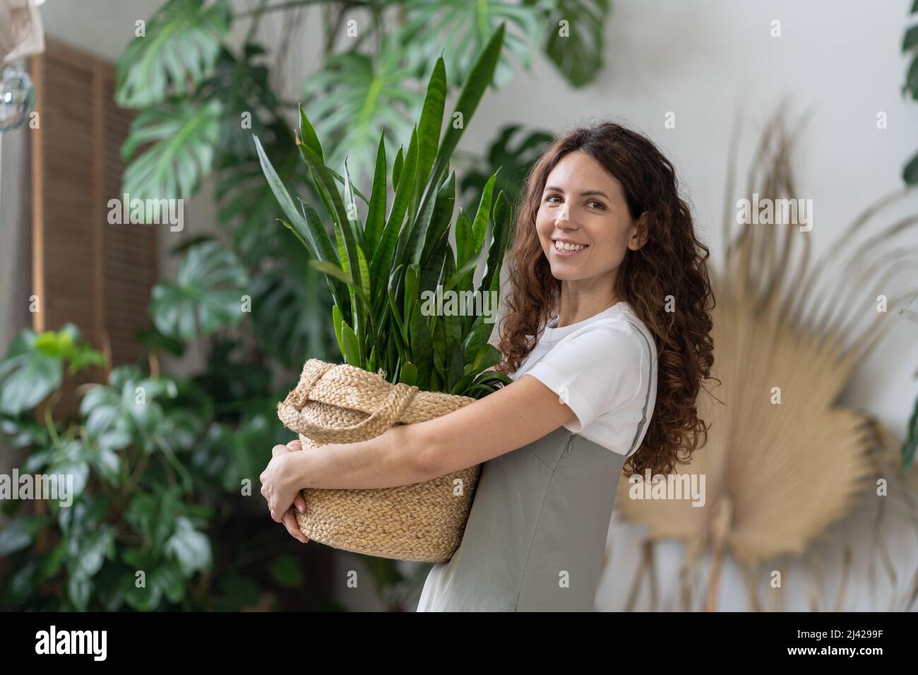 Liebe fr Pflanzen. Glckliche Frau hlt Topf mit Sansevieria Zimmerpflanze  lchelnd im Innengarten zu Hause Stockfotografie - Alamy