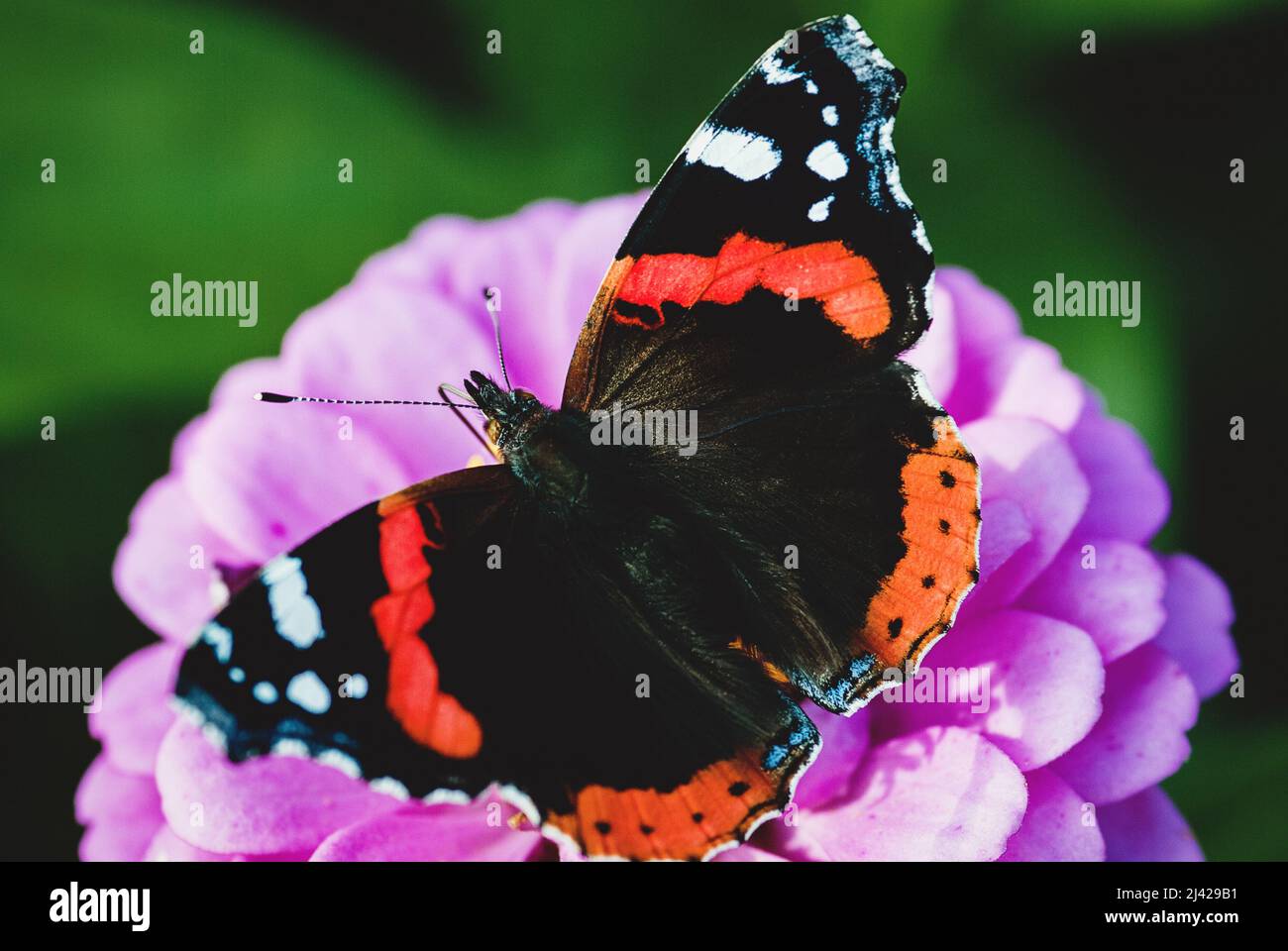 Schwarzer Schmetterling Vanessa Atalanta auf Blume, Rotadmiral Schmetterling aus der Nähe Stockfoto