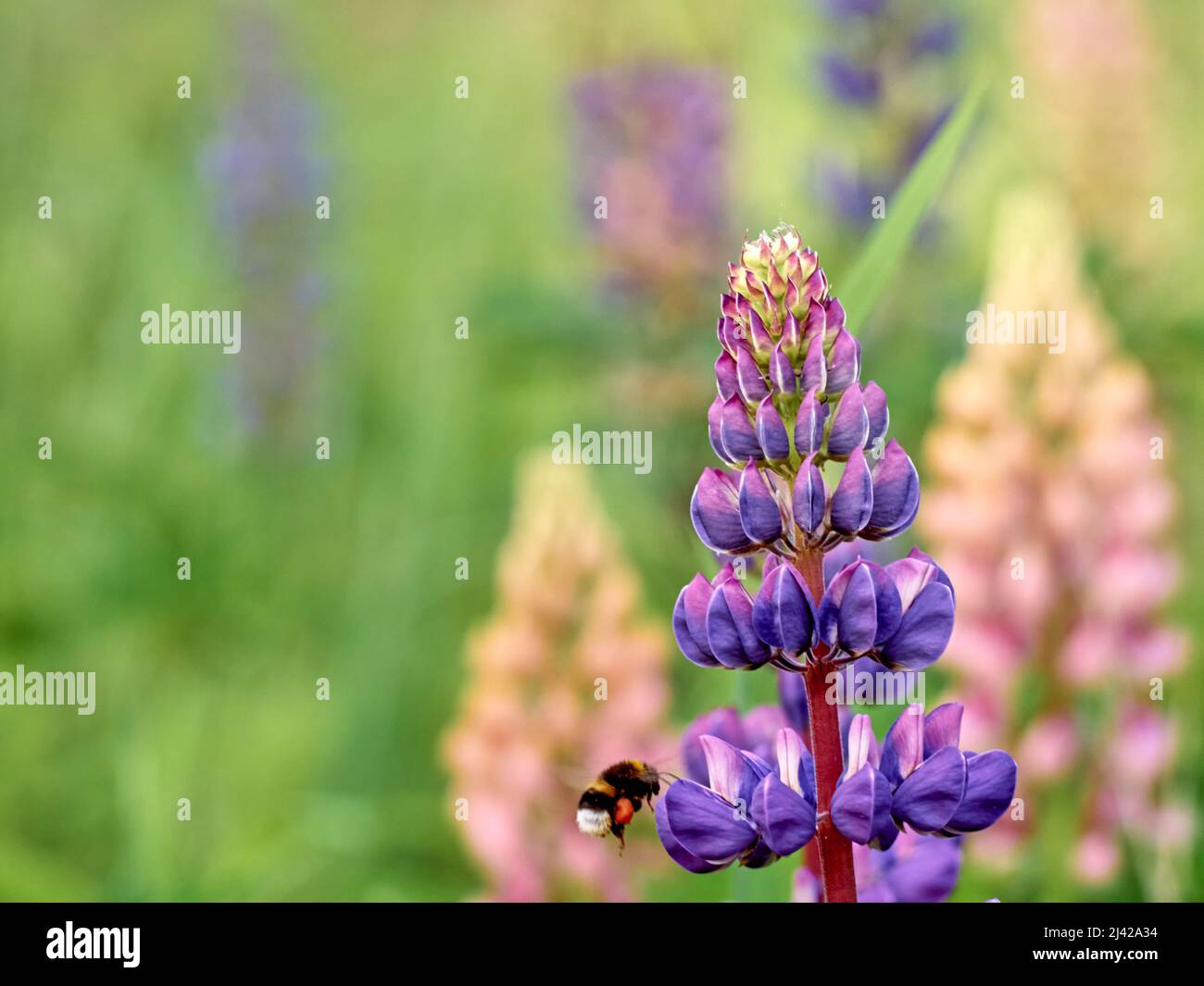 Lupinenblüten blühen auf dem Feld. Stockfoto