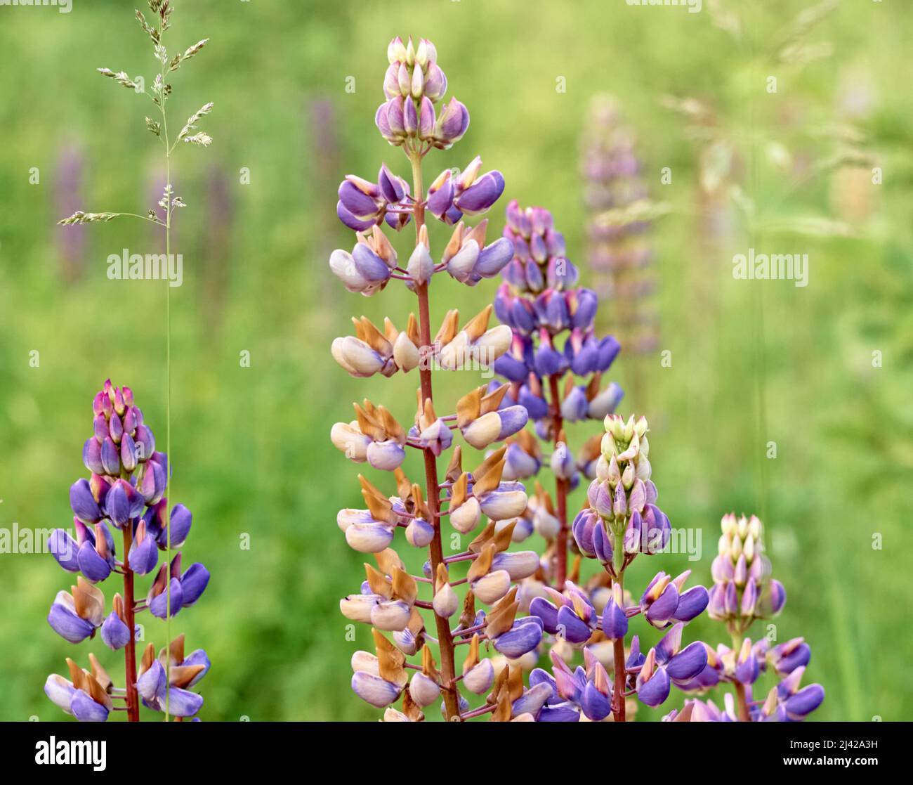 Lupinenblüten blühen auf dem Feld. Stockfoto