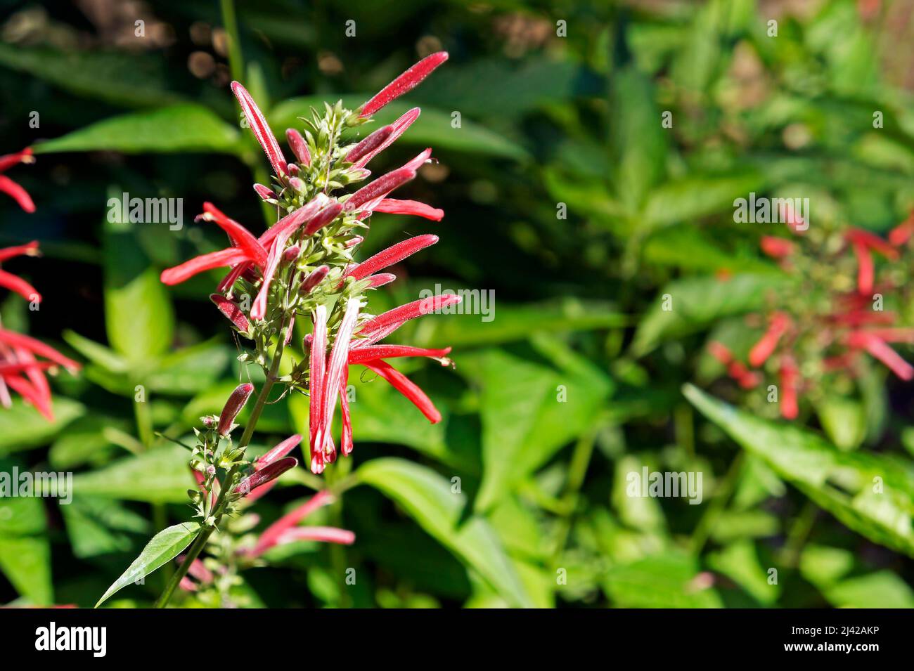 Heilpflanzenblüten (Justicia calycina), Rio, Brasilien Stockfoto