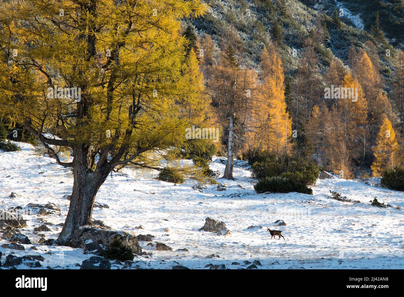 Herbstliche Lärche mit erstem Schnee und einem Gämsen-Karwendel-Berg. Hochwertige Fotos Stockfoto