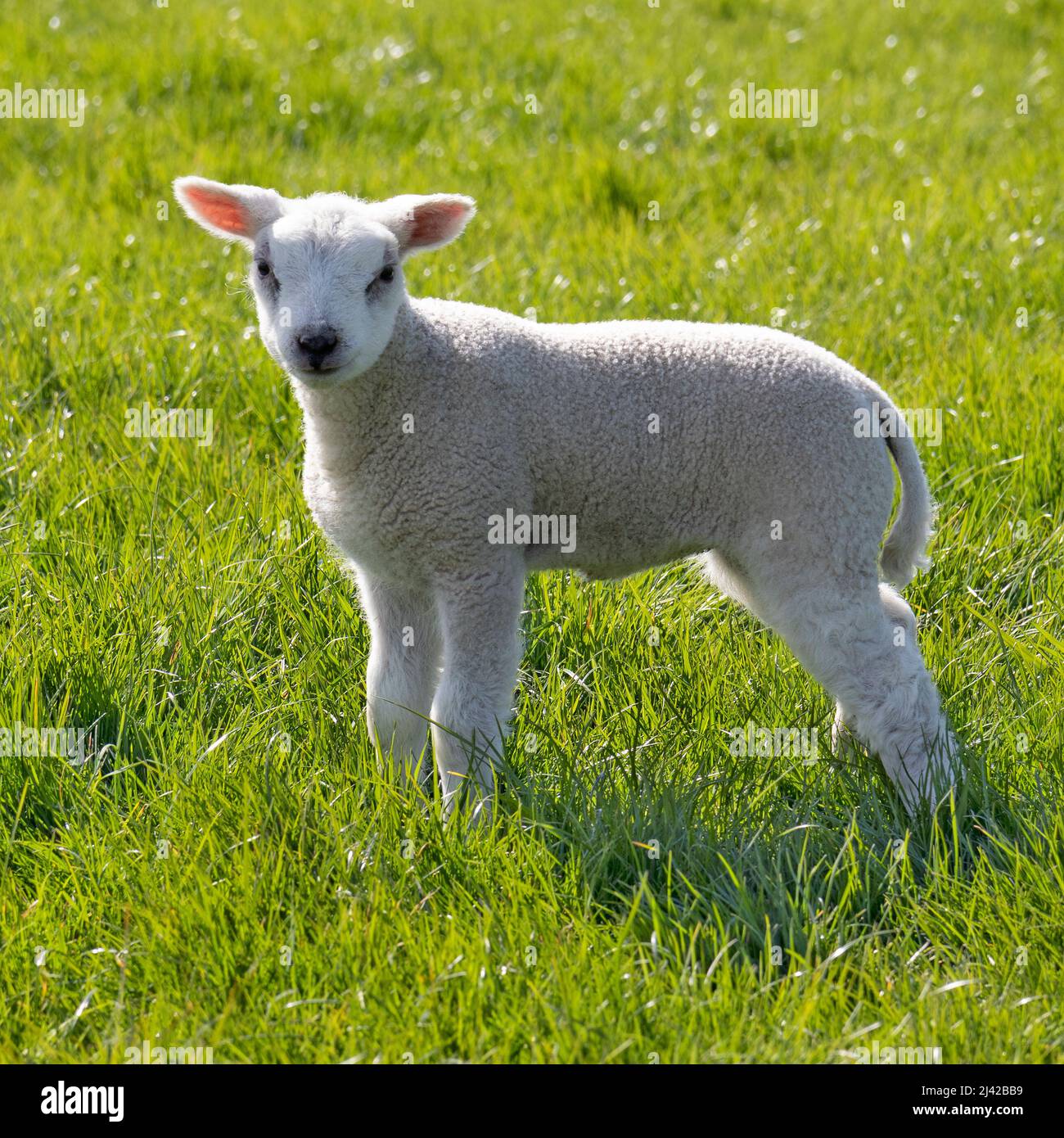 Ein einziges, neugeborenes, weißes, flauschiges Lamm auf der Wiese Stockfoto