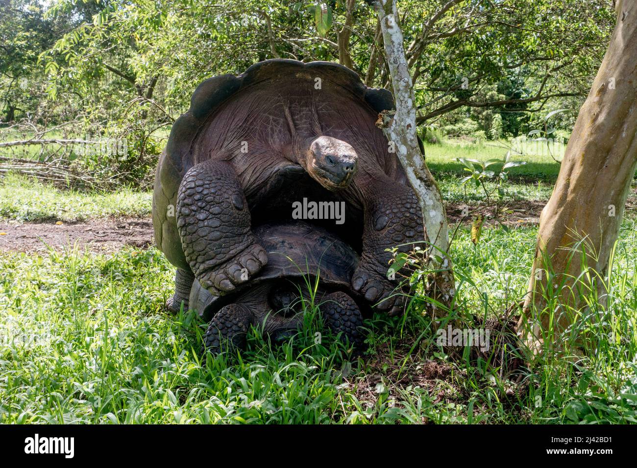 El Chato Galapagos ist ein geschützter Ort, an dem Galapagos-Riesenschildkröten herumlaufen. Stockfoto