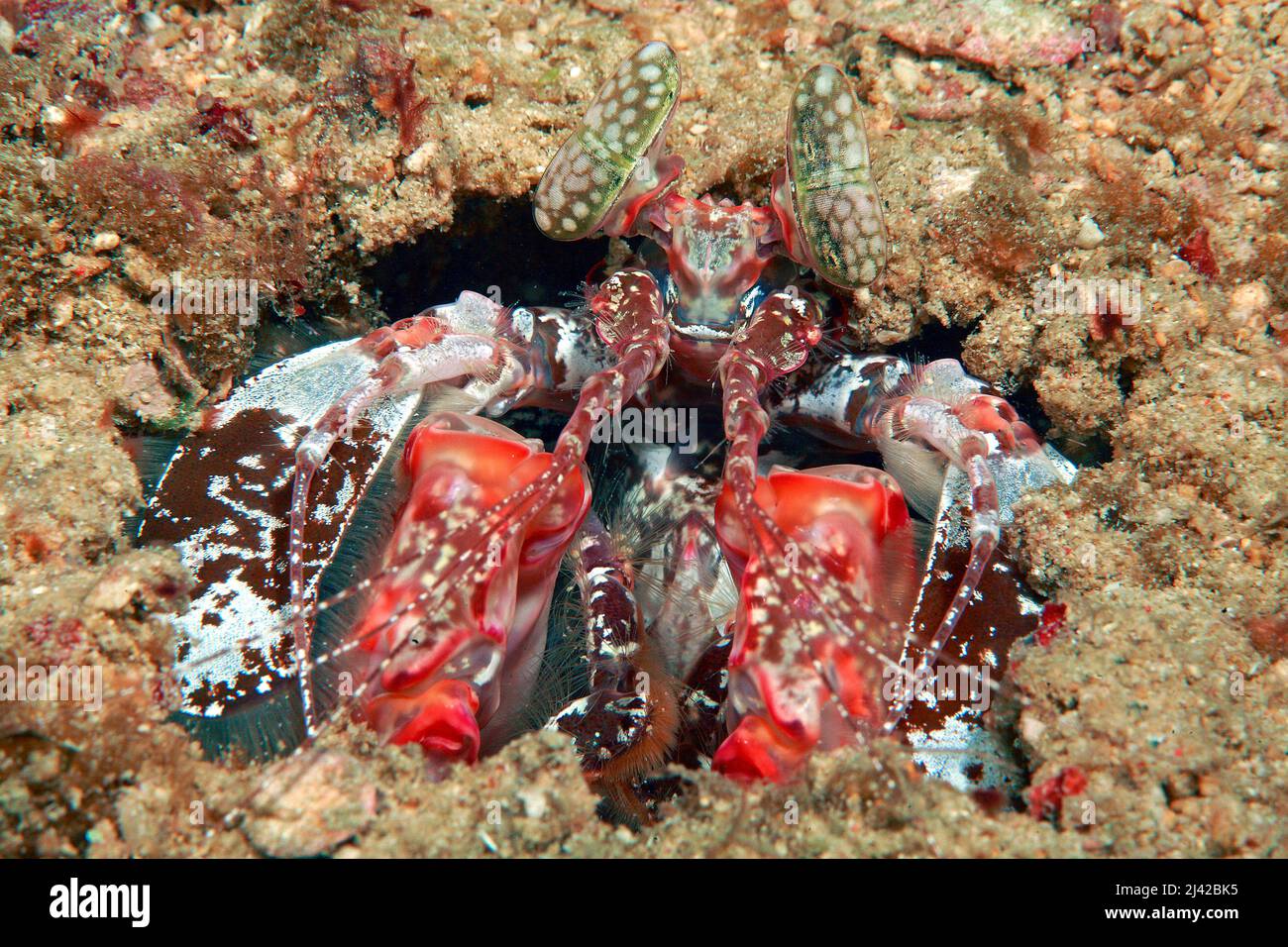 Spearing Mantis Shrimp (Lysiosquillina sp.), Ari Atoll, Malediven, Indischer Ozean, Asien Stockfoto