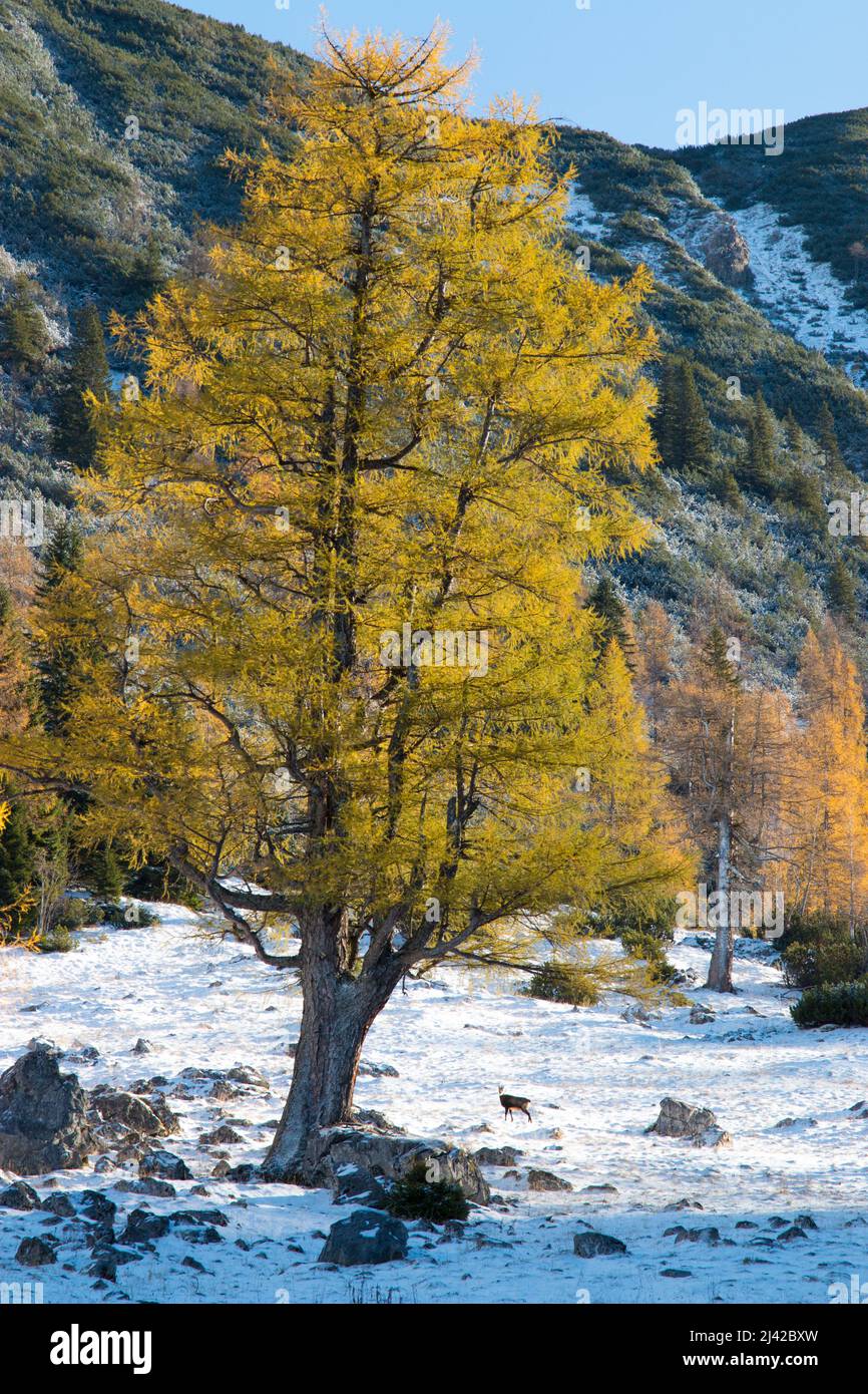 Herbstliche Lärche mit erstem Schnee und einem Gämsen-Karwendel-Berg. Hochwertige Fotos Stockfoto