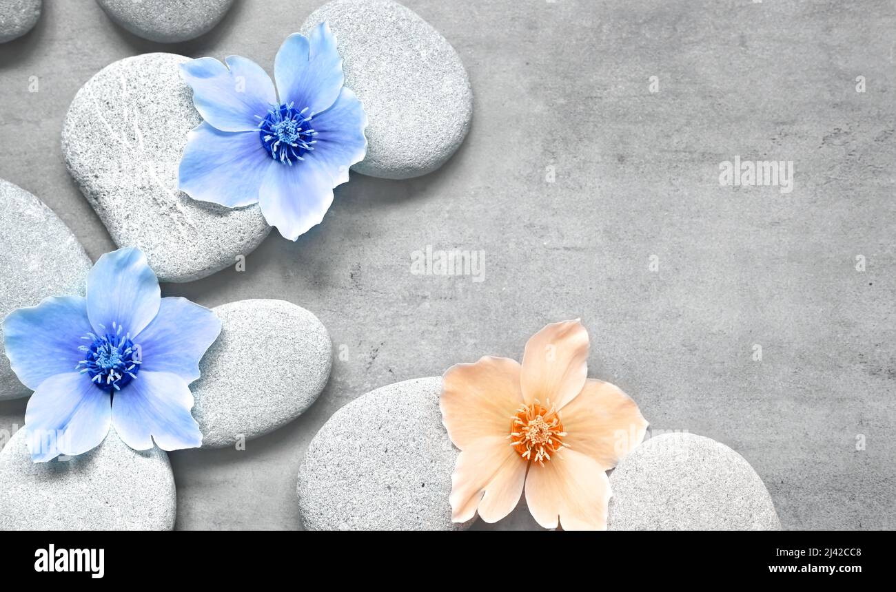 Spa-Steine und blaue Blumen auf dem grauen Hintergrund. Spa-Konzept. Stockfoto