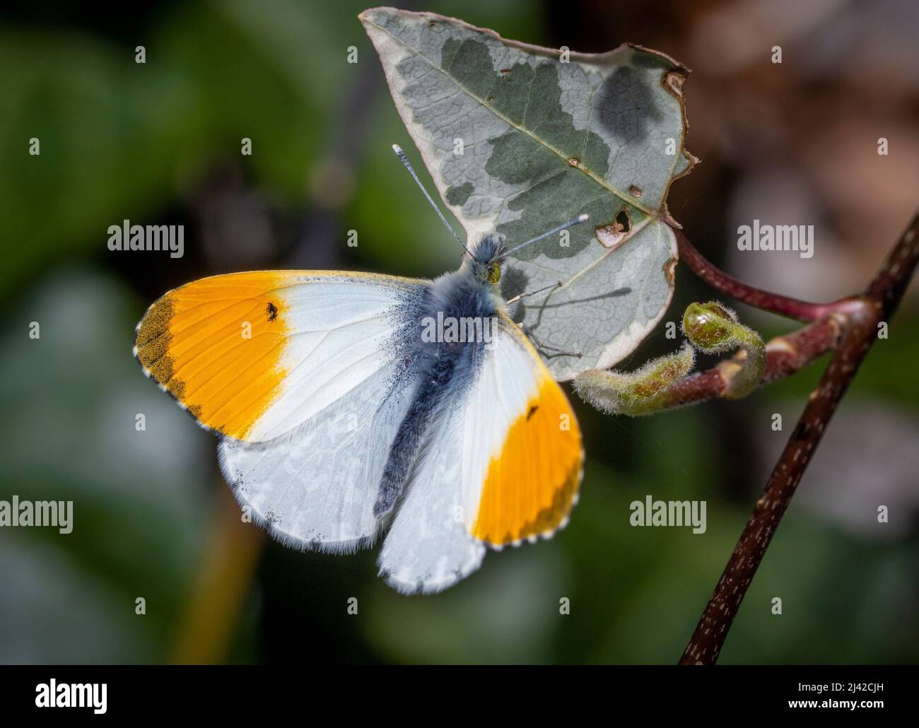 Männlicher Orange Tip Schmetterling auf einem bunten Efeu-Blatt, in einem britischen Garten. Stockfoto