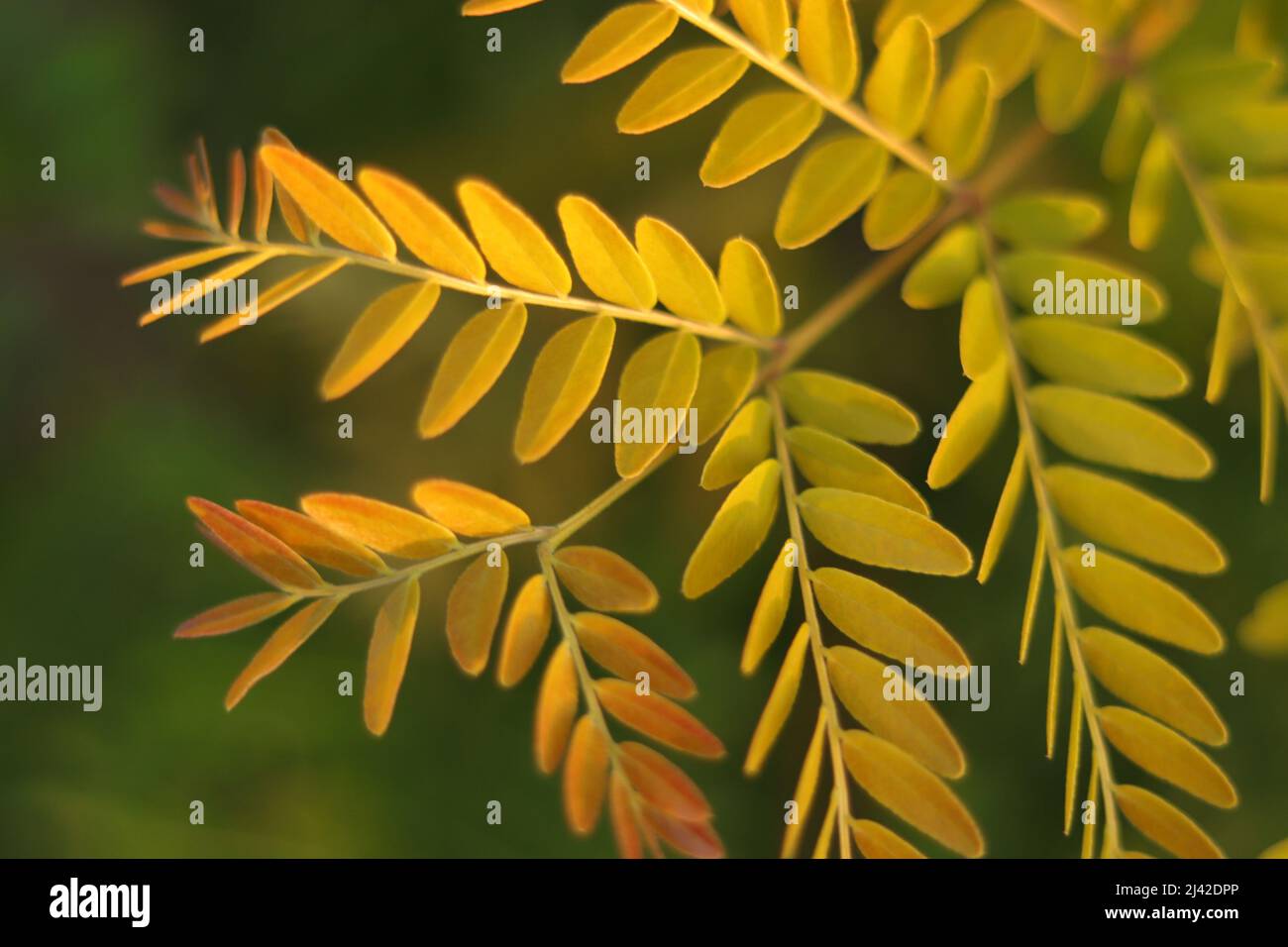 Orangefarbene, gelbe und grüne Blätter aus nächster Nähe Stockfoto