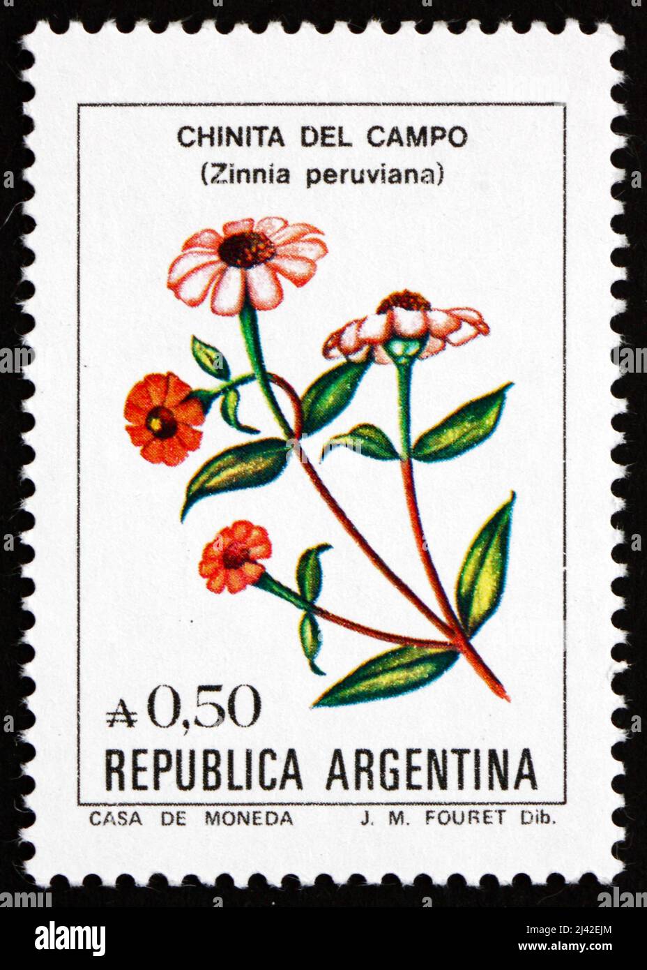 ARGENTINIEN - UM 1985: Eine in Argentinien gedruckte Marke zeigt peruanischen Zinnia, Zinnia peruviana, Blumenpflanze, um 1985 Stockfoto