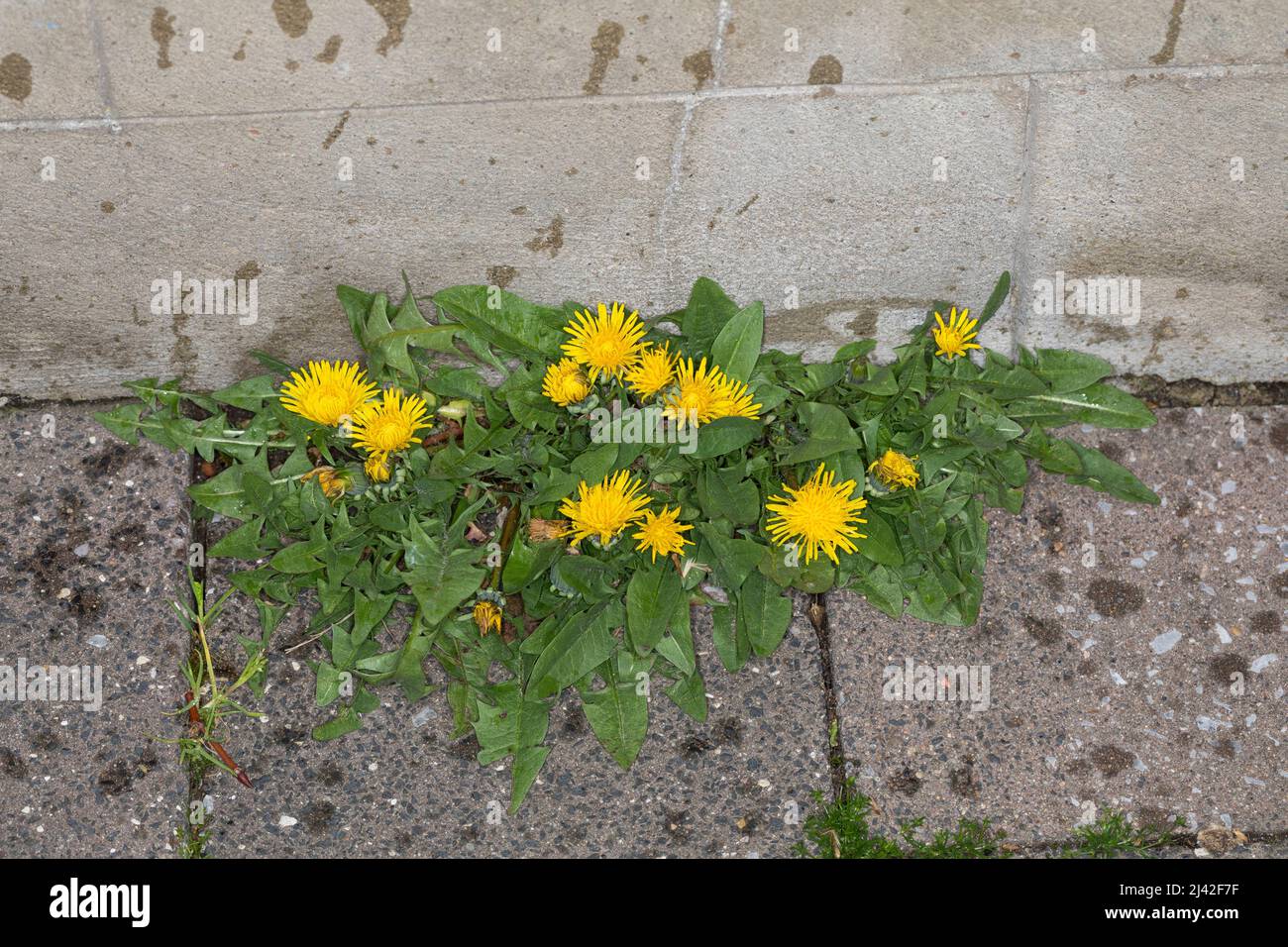 Löwenzahn, in Fuge, Fugen, Wiesen-Löwenzahn, Wiesenlöwenzahn, Gemeiner Löwenzahn, gewöhnlicher Löwenzahn, Kuhblume, Taraxacum officinale, Taraxacum se Stockfoto