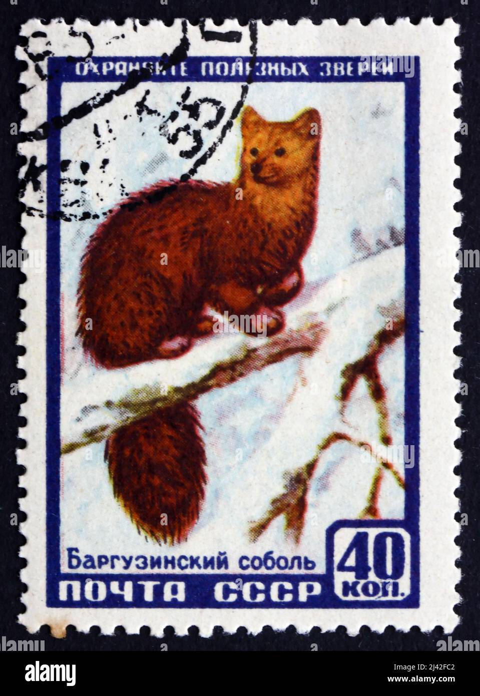 RUSSLAND - UM 1957: Eine in Russland gedruckte Briefmarke zeigt Sable, Martes Zibellina, Animal, um 1957 Stockfoto