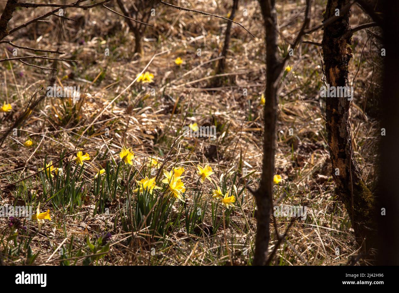 Wilde Narzisse wachsen im Naturschutzgebiet Oleftal bei Hellenthal in der Eifel, Nordrhein-Westfalen, Deutschland. wilde Narzissen wachsen Stockfoto