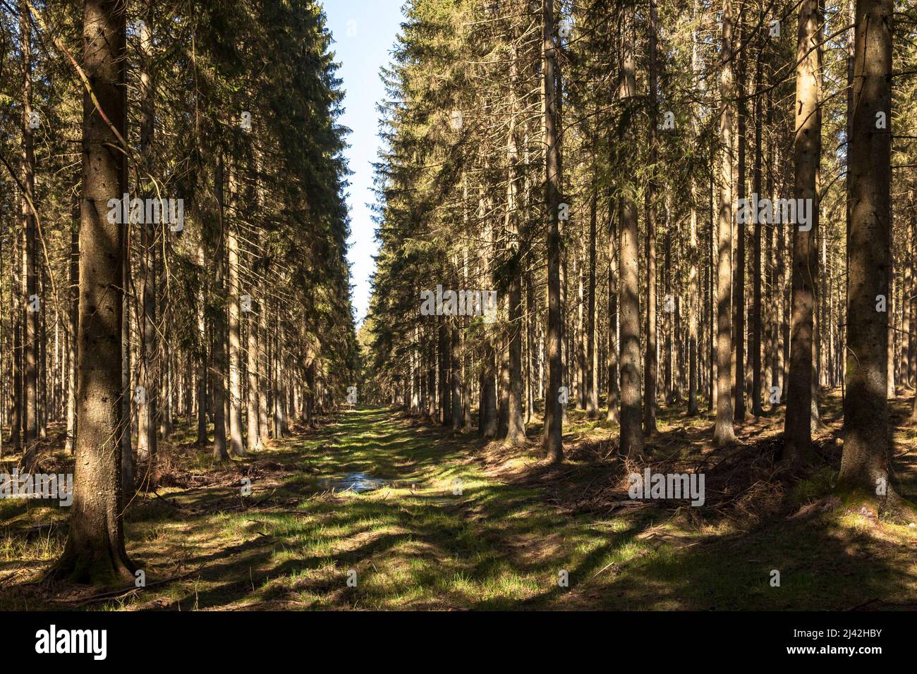 In diesem Wald bei Hellenthal-Hollerath begann am 16. Dezember 1944 die deutsche Bulgenschlacht in der Eifel, Nordrhein-Westfalen, Deutschland. Stockfoto