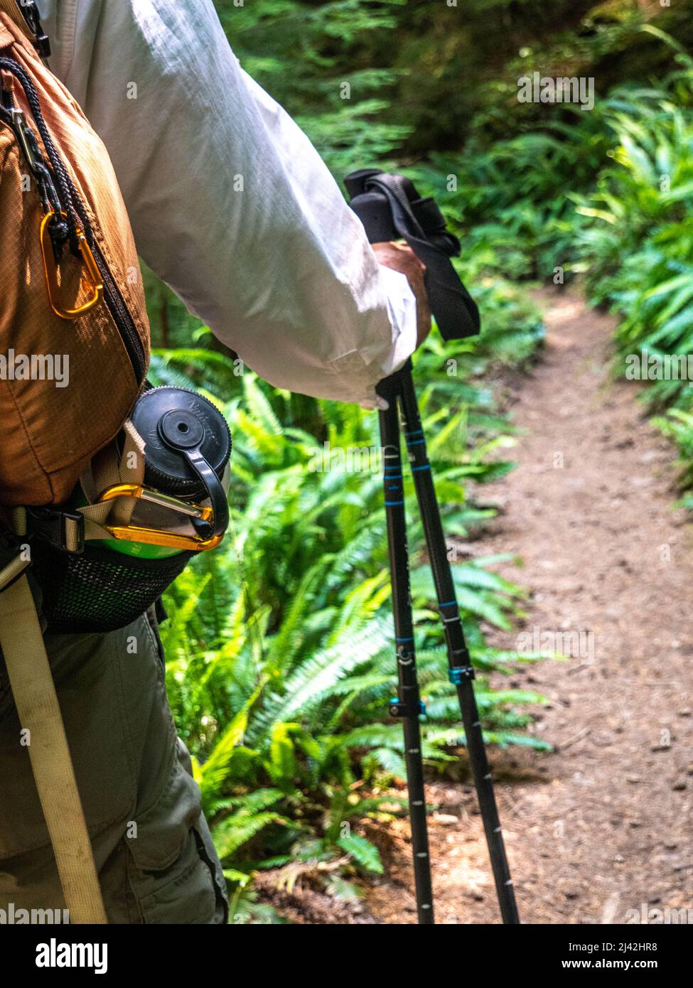 Männlicher Wanderer im Pazifischen Nordwesten auf einem Waldweg Stockfoto