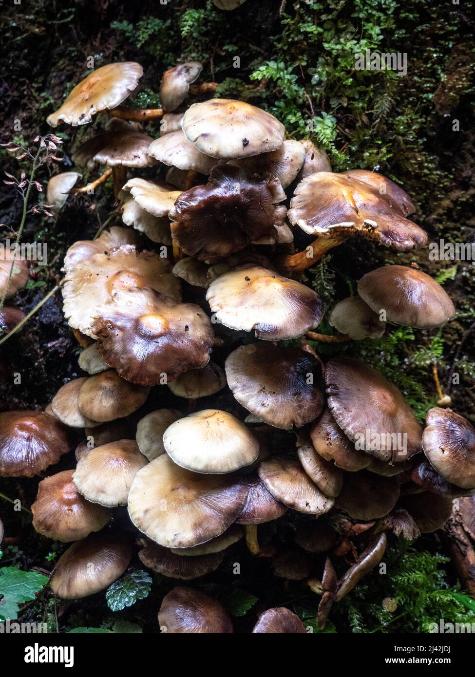 Große Gruppe von Pilzen in den Wäldern des pazifischen Nordwestens gefunden Stockfoto