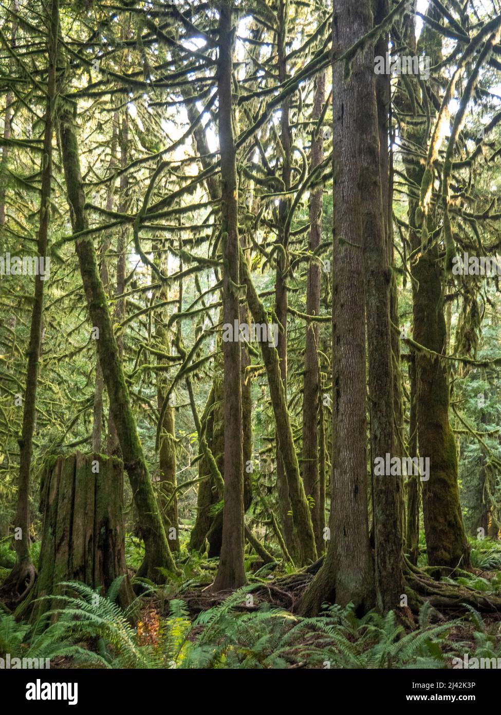 Moosbedeckte Baumglieder in einem pazifischen Nordwestwald Stockfoto