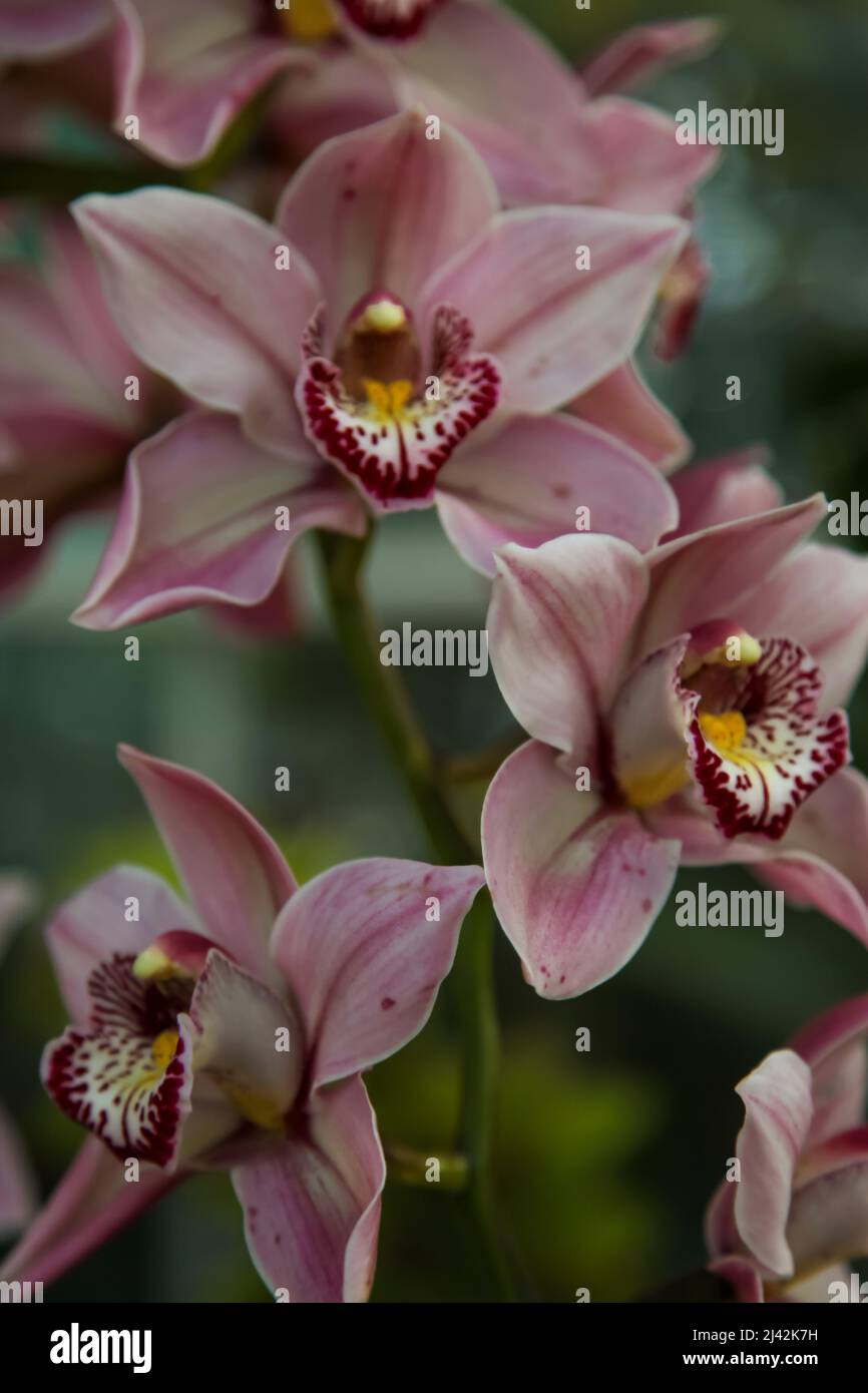 Cymbidium Vieux Rose gx 'Dell Park' RHS Garden Wisley, Glass House, Surrey, England, Großbritannien, 2022. April Stockfoto