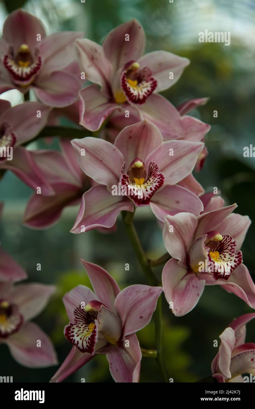 Cymbidium Vieux Rose gx 'Dell Park' RHS Garden Wisley, Glass House, Surrey, England, Großbritannien, 2022. April Stockfoto