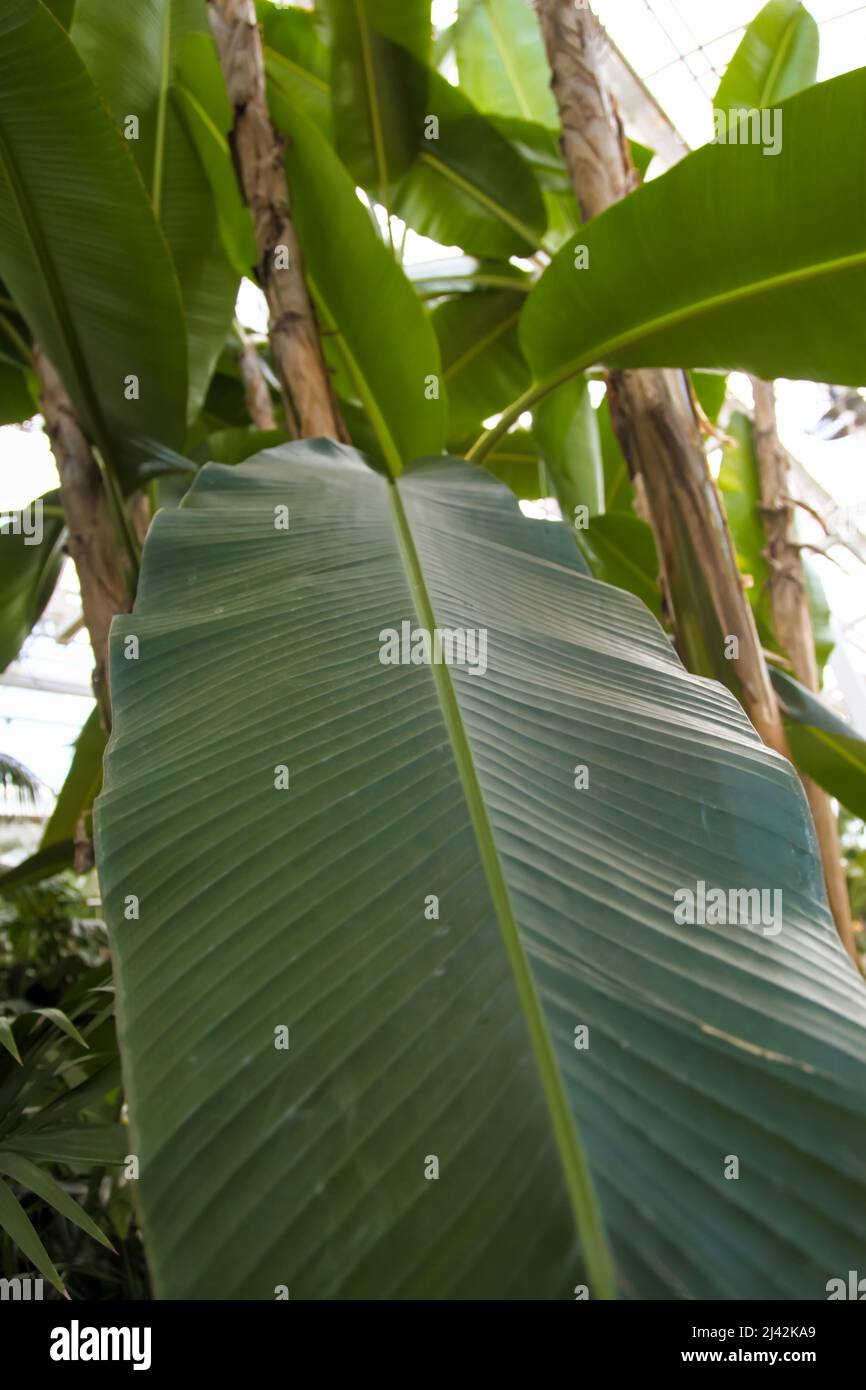 Schwarze banane Fotos und Bildmaterial in hoher Auflösung Alamy