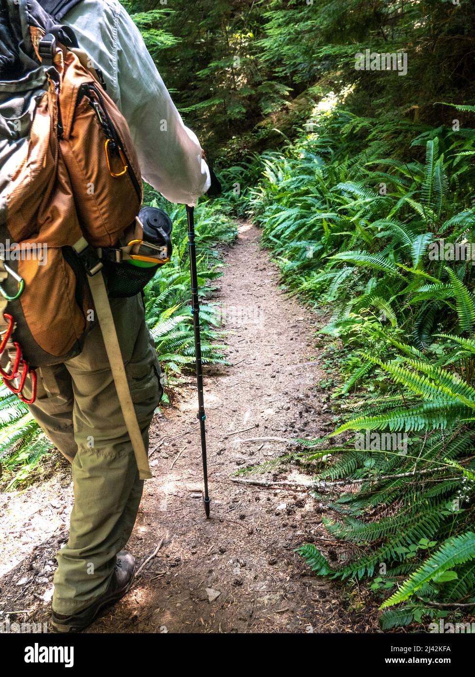Männlicher Wanderer im Pazifischen Nordwesten auf einem Waldweg Stockfoto
