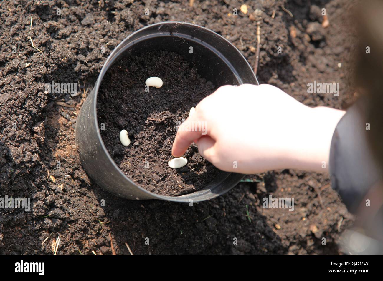 Ein Junge, der Brotsamen in Pflanzentöpfe und Boden pflanzt, um Bohnen anzubauen, 2022. April, tagsüber Stockfoto