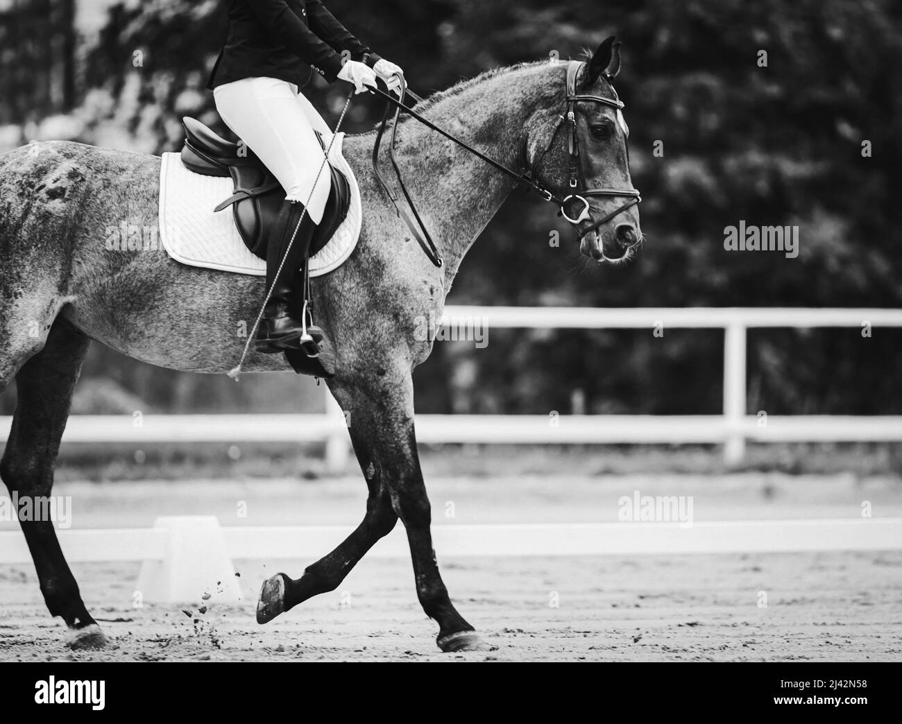 Ein schwarz-weißes Bild eines schönen eleganten Pferdes mit einem Reiter im Sattel, der trabt und Hufe auf dem Sand in der Arena tritt. Dressur Stockfoto