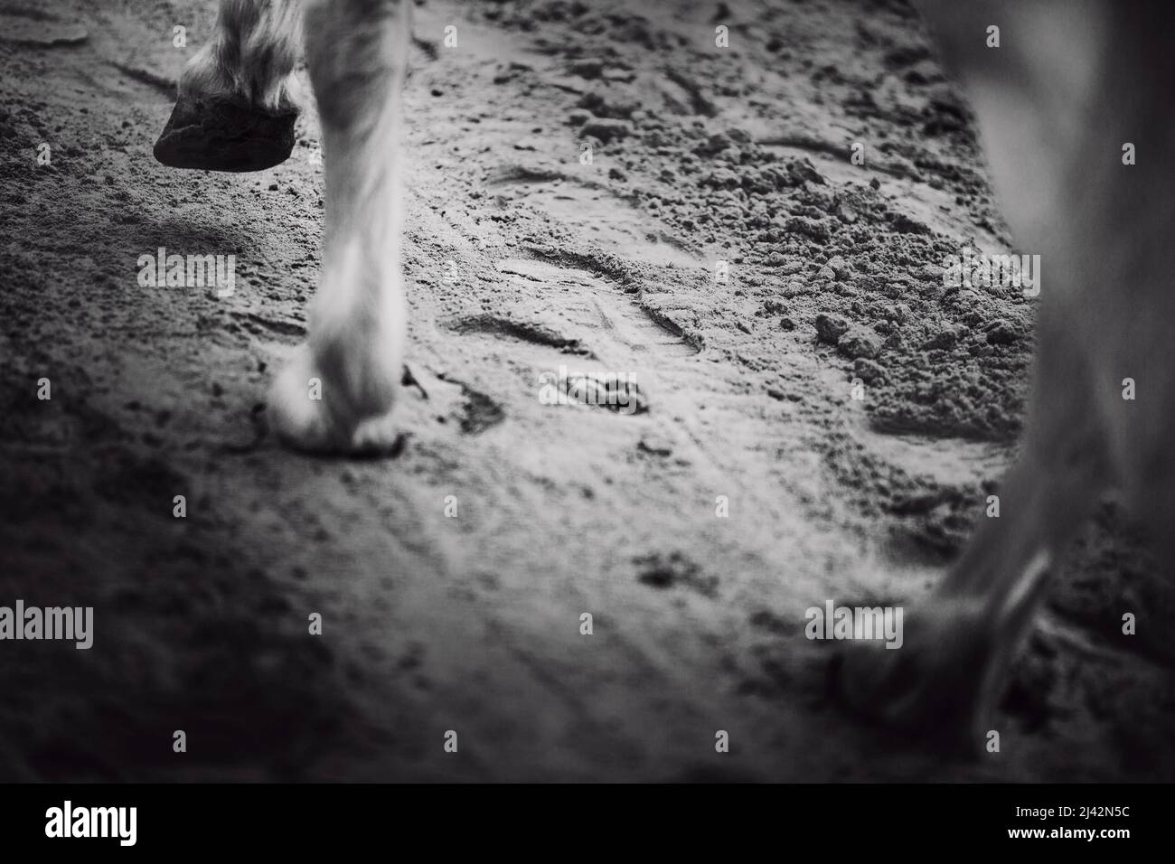 Ein Schwarz-Weiß-Bild eines weißen Pferdes, das mit Hufen auf den Sand tritt, auf dem Fußabdrücke hinterlassen wurden. Tiere. Stockfoto