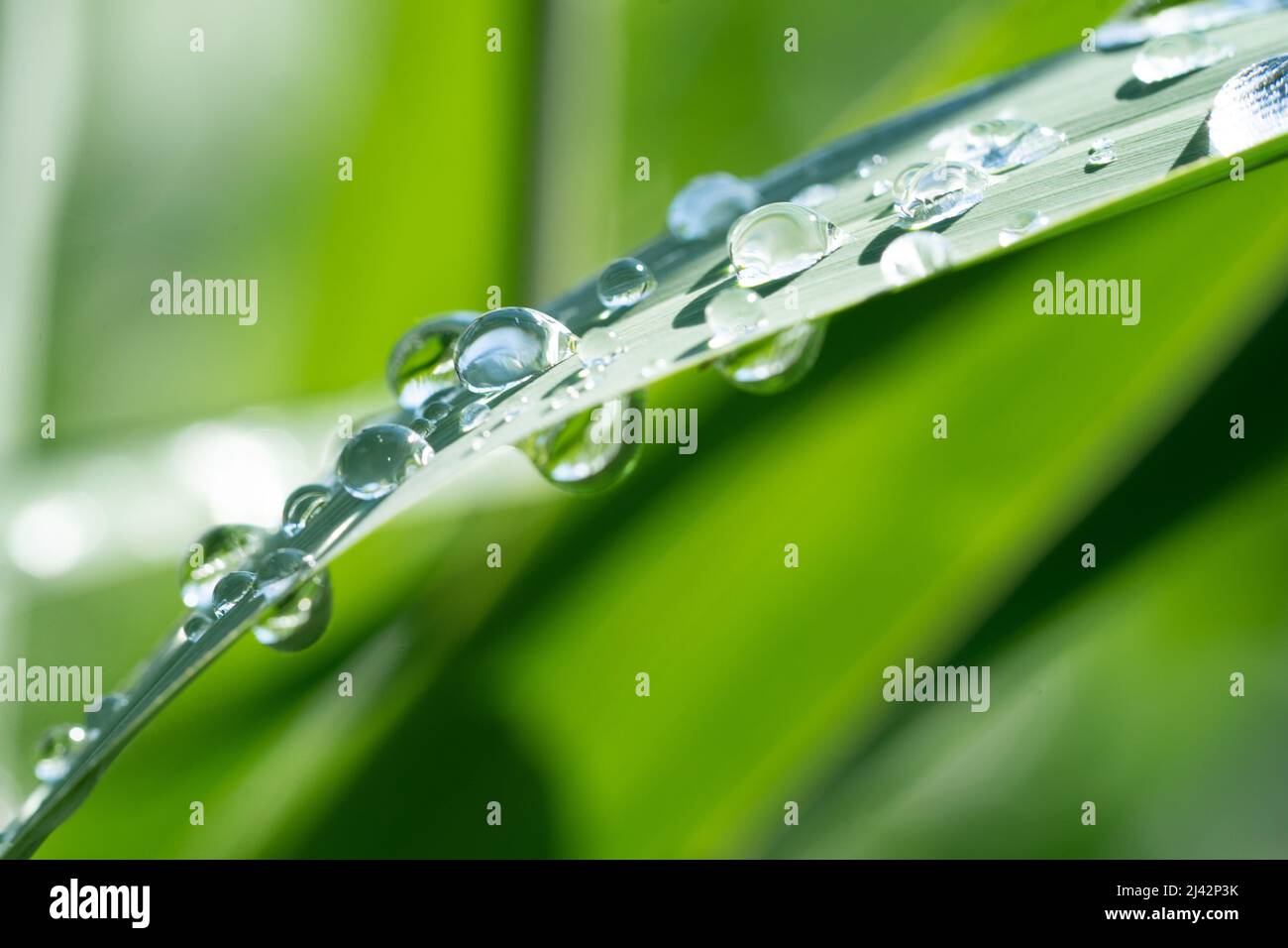 Dutzende von Wassertropfen haften nach einem Regenschauer an einer Schilfklinge Stockfoto