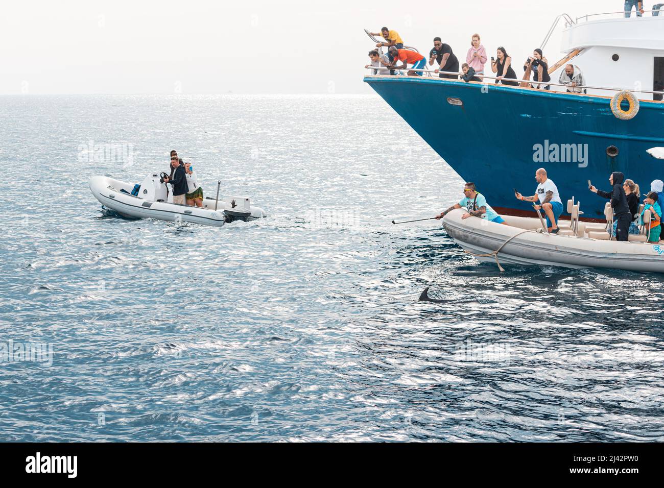 09. Januar 2022, Hurghada, Ägypten: Touristen auf Motorbooten und Kreuzschiffen jagen Delfine oder Wale, um Fotos zu machen Stockfoto