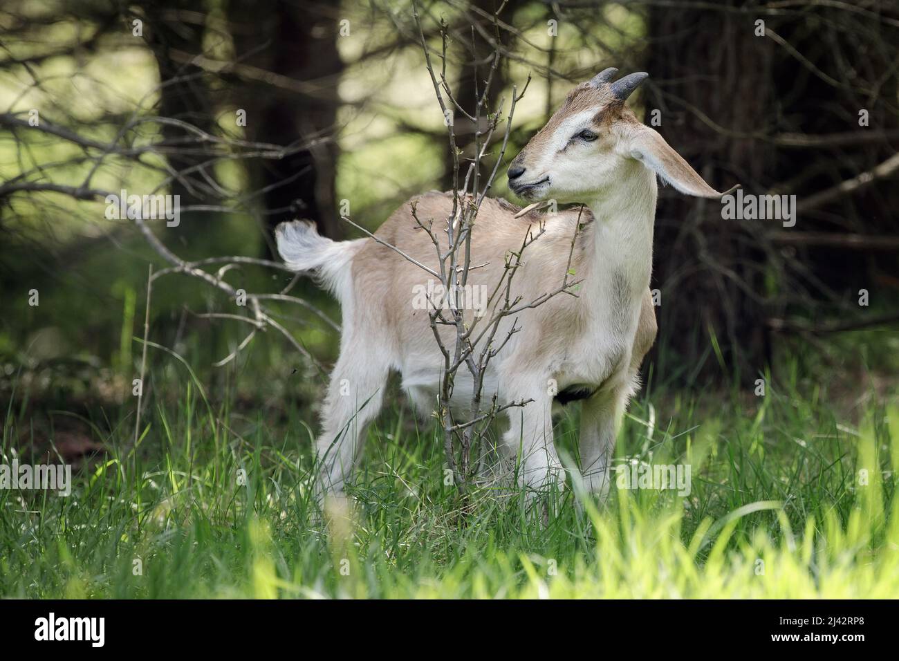 Junge fröhliche Ziegenklatsche geht frei in der Nähe des Waldes, hat keine Angst vor allem, ernährt sich von den Ästen junger Bäume. Stockfoto