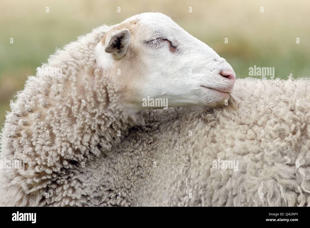 Weiße Schafe aus der Nähe, Augen geschlossen, als ob sie träumen. Schaffell Mantel kann im Detail gesehen werden. Stockfoto