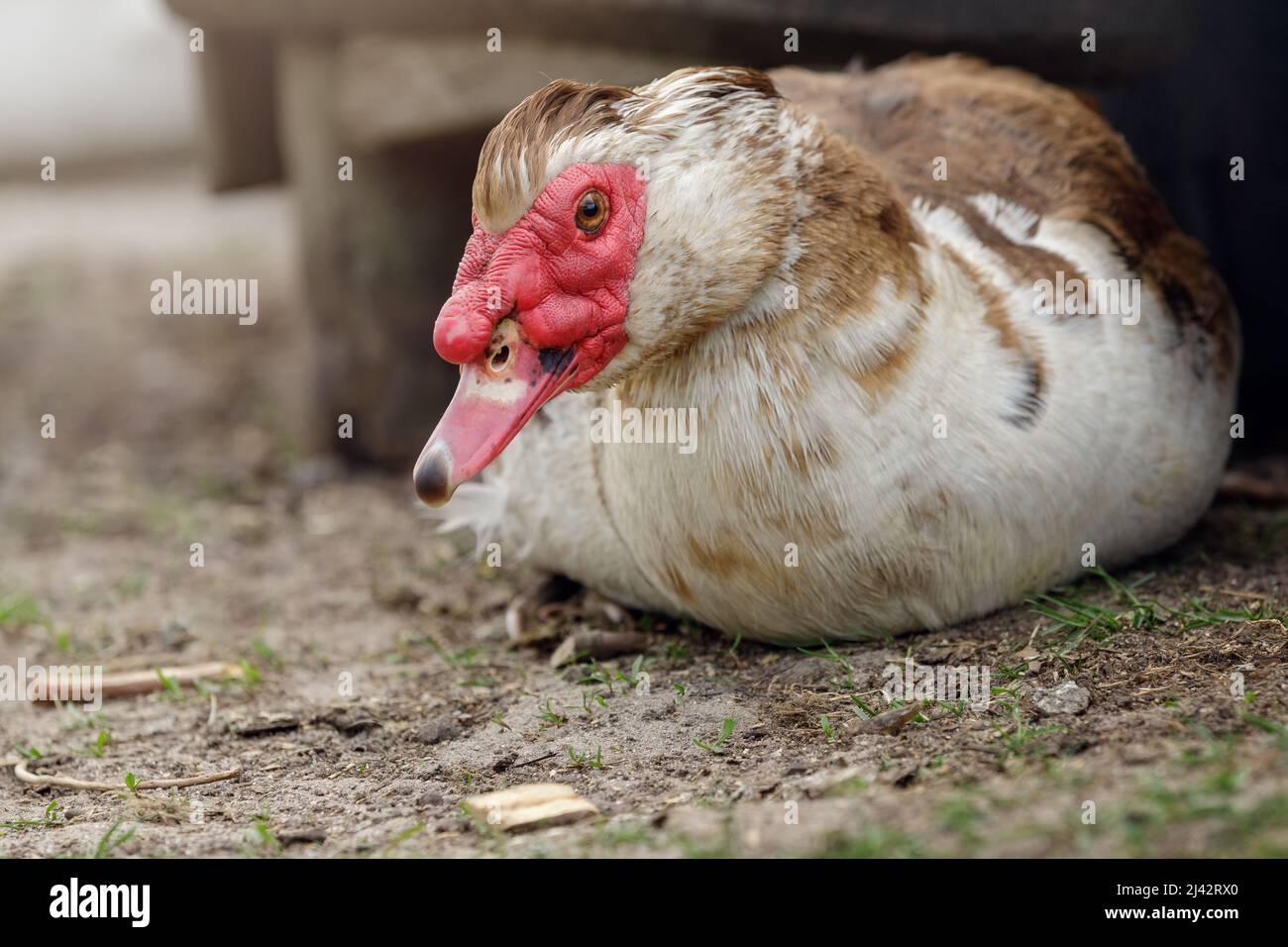 Männliche moskauer Ente mit braunen und weißen Federn und einem großen holprigen roten Fleck um die Augen und Schnabelbasis ruht auf braunem, mulchigen Boden. Stockfoto