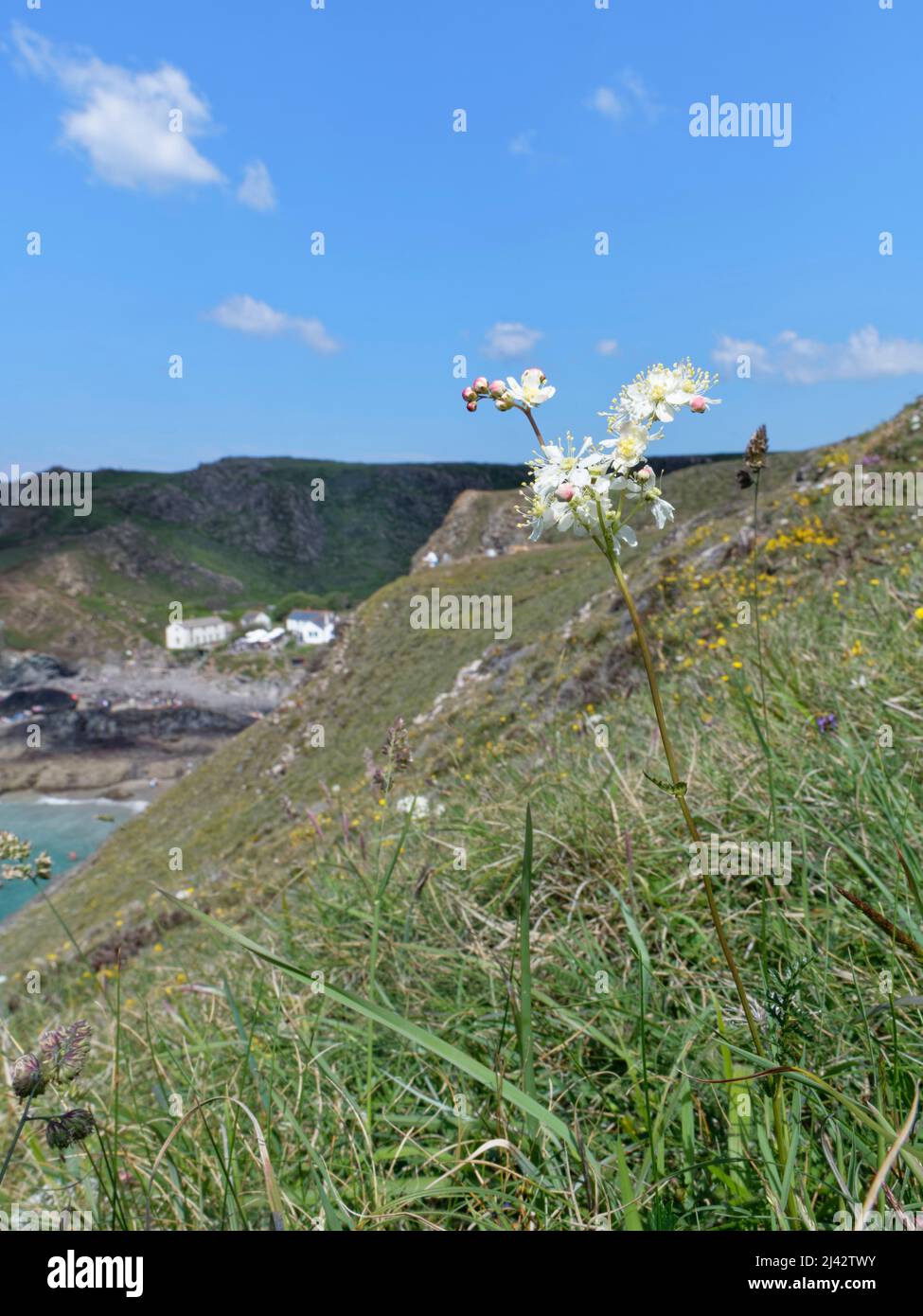 Dropwort / Fern-Blatt-Dropwort (Filipendula vulgaris) blüht auf Clifftop-Grasland, Kynance Cove, The Lizard, Cornwall, UK, Juni. Stockfoto