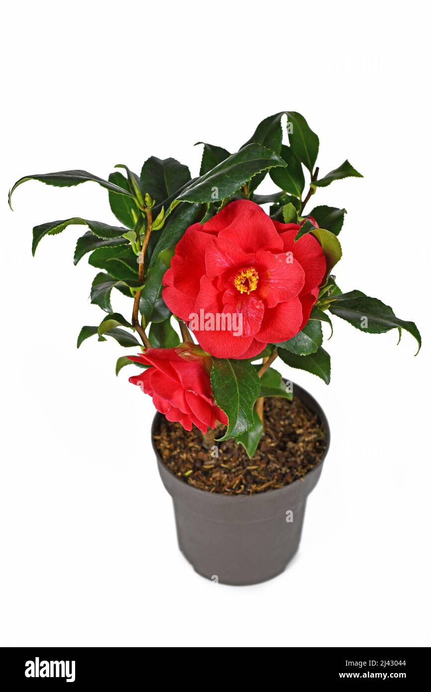 Blühende rote Kamelie Japonica Blume im Topf auf weißem Hintergrund Stockfoto