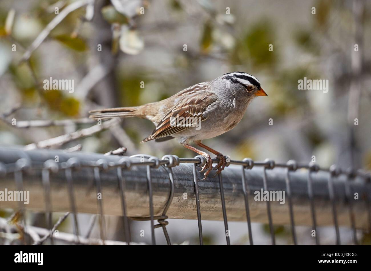 Wild Bird sitzt auf einem Zaun mit geringer Schärfentiefe Stockfoto