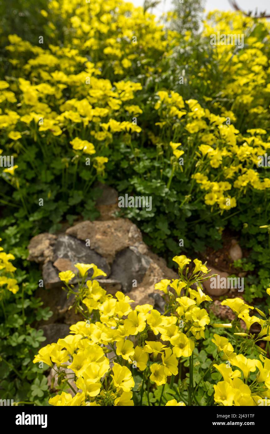 Reichblühend Oxalis pes-caprae, Afrikanischer Holzsorrel, Bermuda-Butterblume, Bermuda-Sauerampfer, Butterblume oxalis, Ziegenfuß Stockfoto