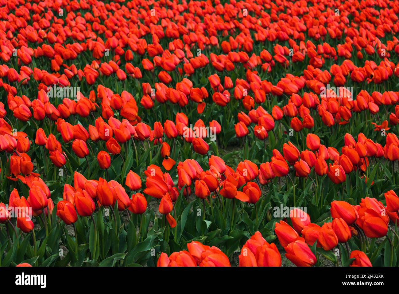 Tulpen aus dem Staat Washington Stockfoto