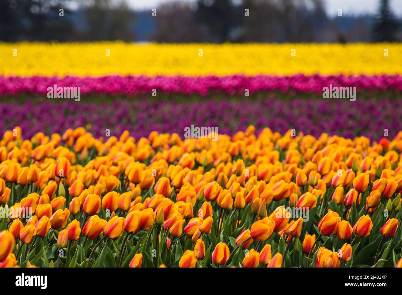 Tulpen aus dem Staat Washington Stockfoto