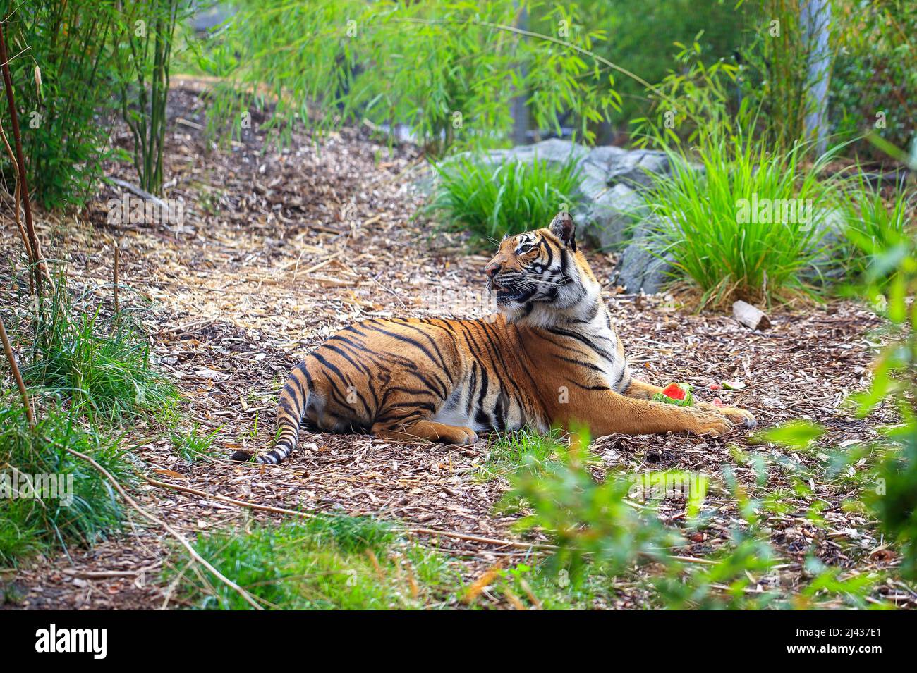 Sibirischer Tiger Stockfoto