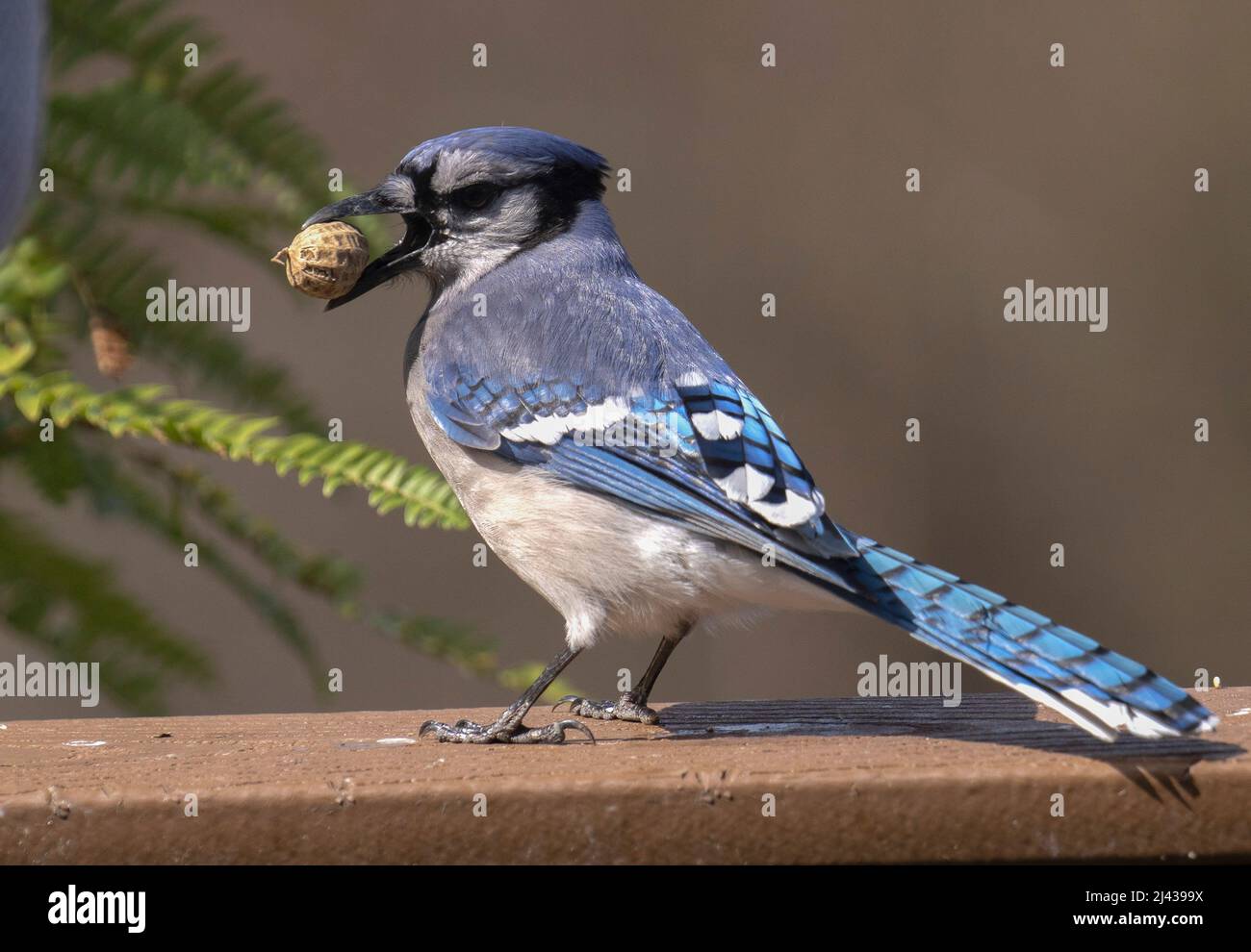Bluejay mit einer Erdnuss auf dem Deck Stockfoto